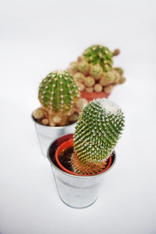Free stock photo of botanical, botany, cacti
