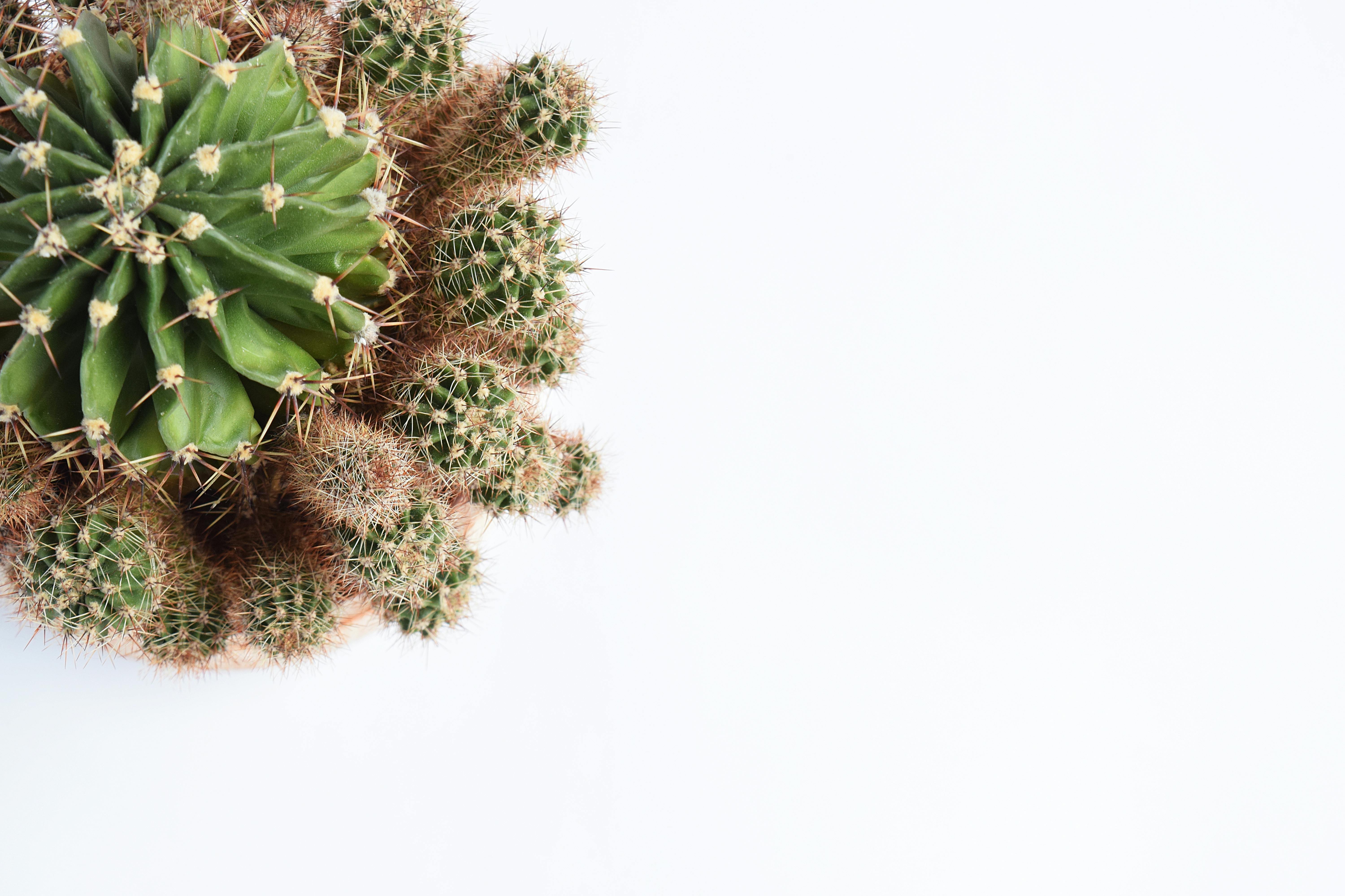 Free stock photo of botanical, botany, cacti