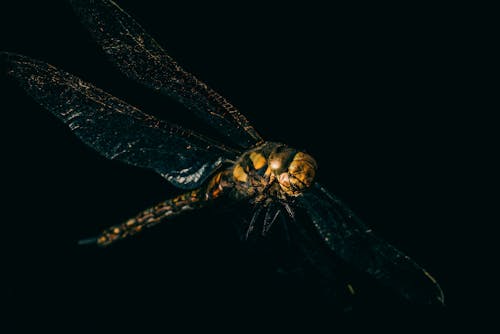 Free A Green Dragonfly in Close Up Photography Stock Photo