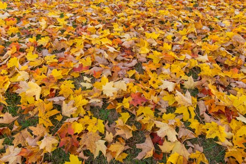 Yellow and Brown Maple Leaves on Ground