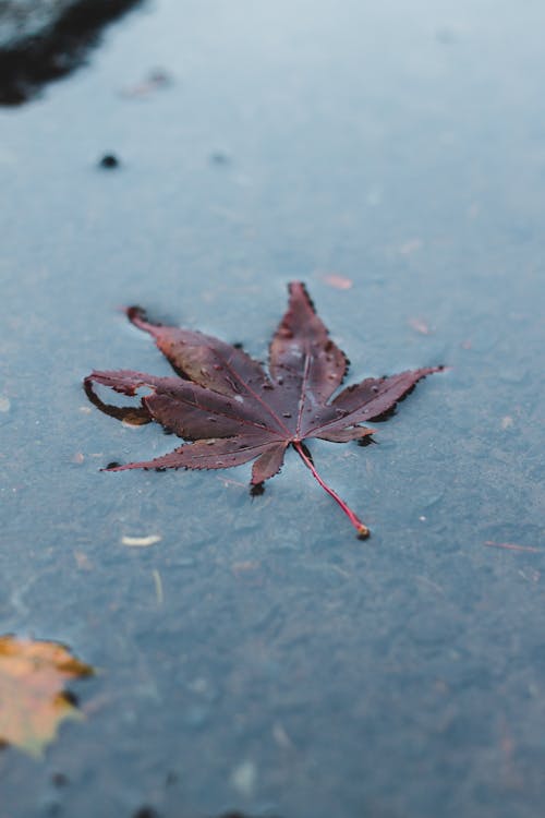 Free Faded maple leaf on frozen puddle in fall Stock Photo