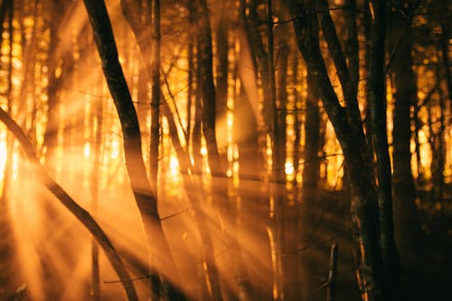 Forest with leafless trees in sunbeams in evening