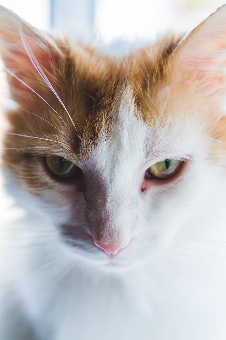 Cat With Fluffy Fur And Green Eyes At Home