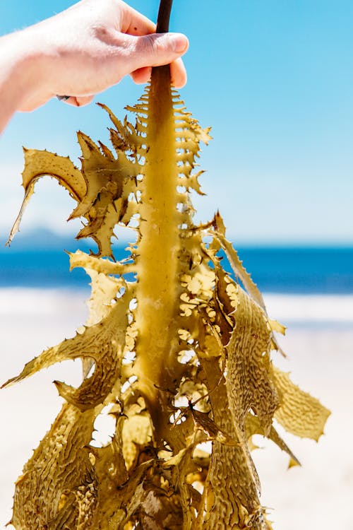 Person Holding a Seaweed