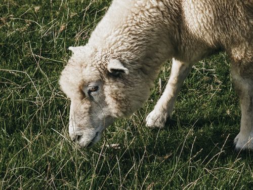 Free High angle of adorable woolly sheep grazing green grass on meadow in countryside on sunny day Stock Photo