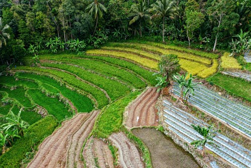 Paddy fields on mountain slope with lush palm trees on sunny day