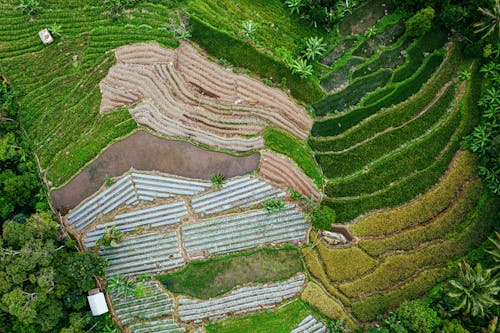 Fotos de stock gratuitas de aéreo, agricultura, al aire libre