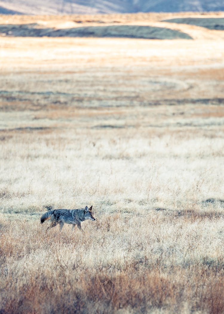 Wolf Running In Endless Field In Daytime