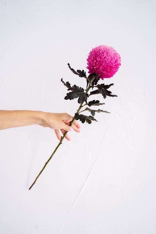 Person Holding Pink Flower