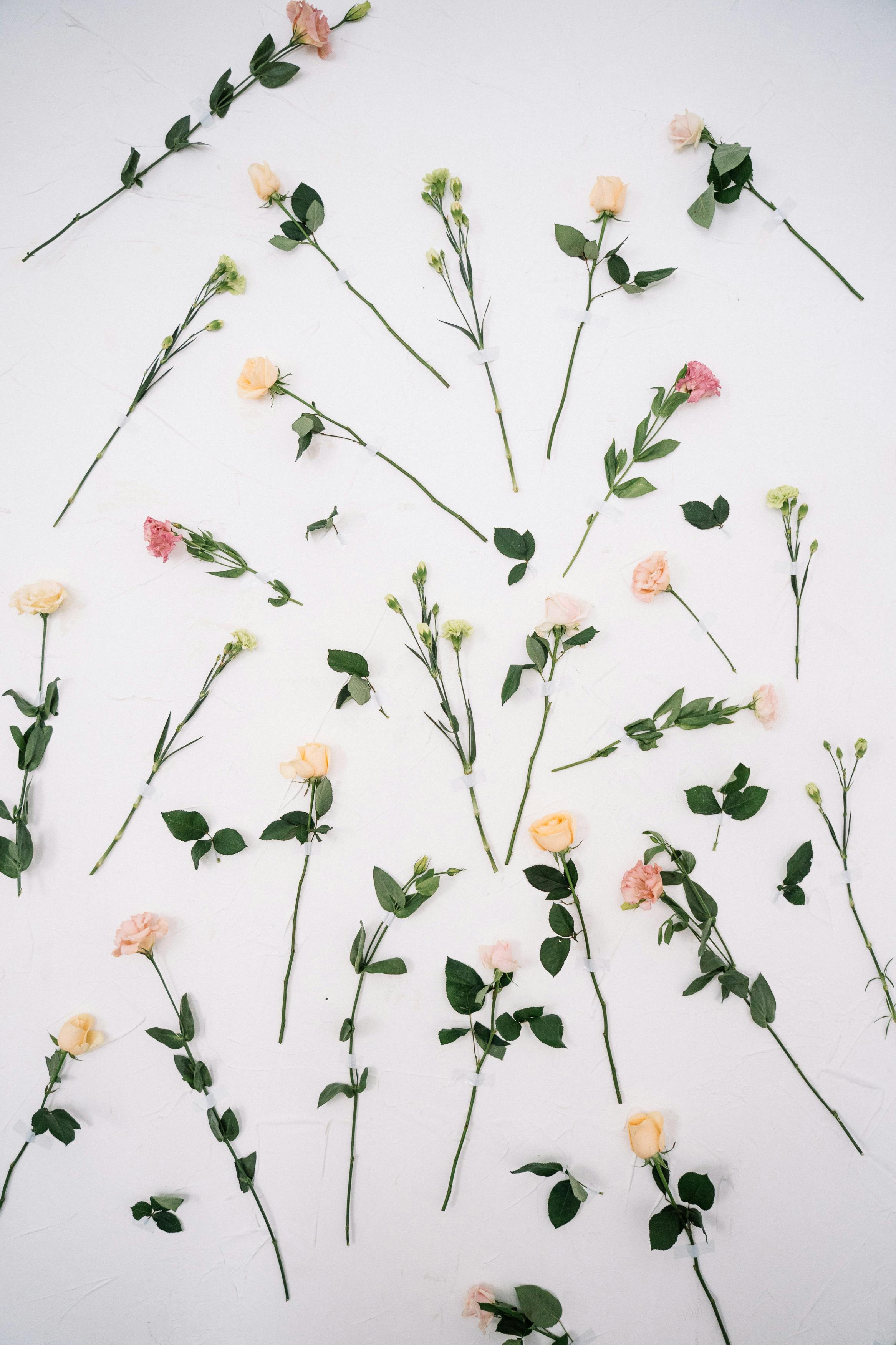 flat lay of long stem flowers