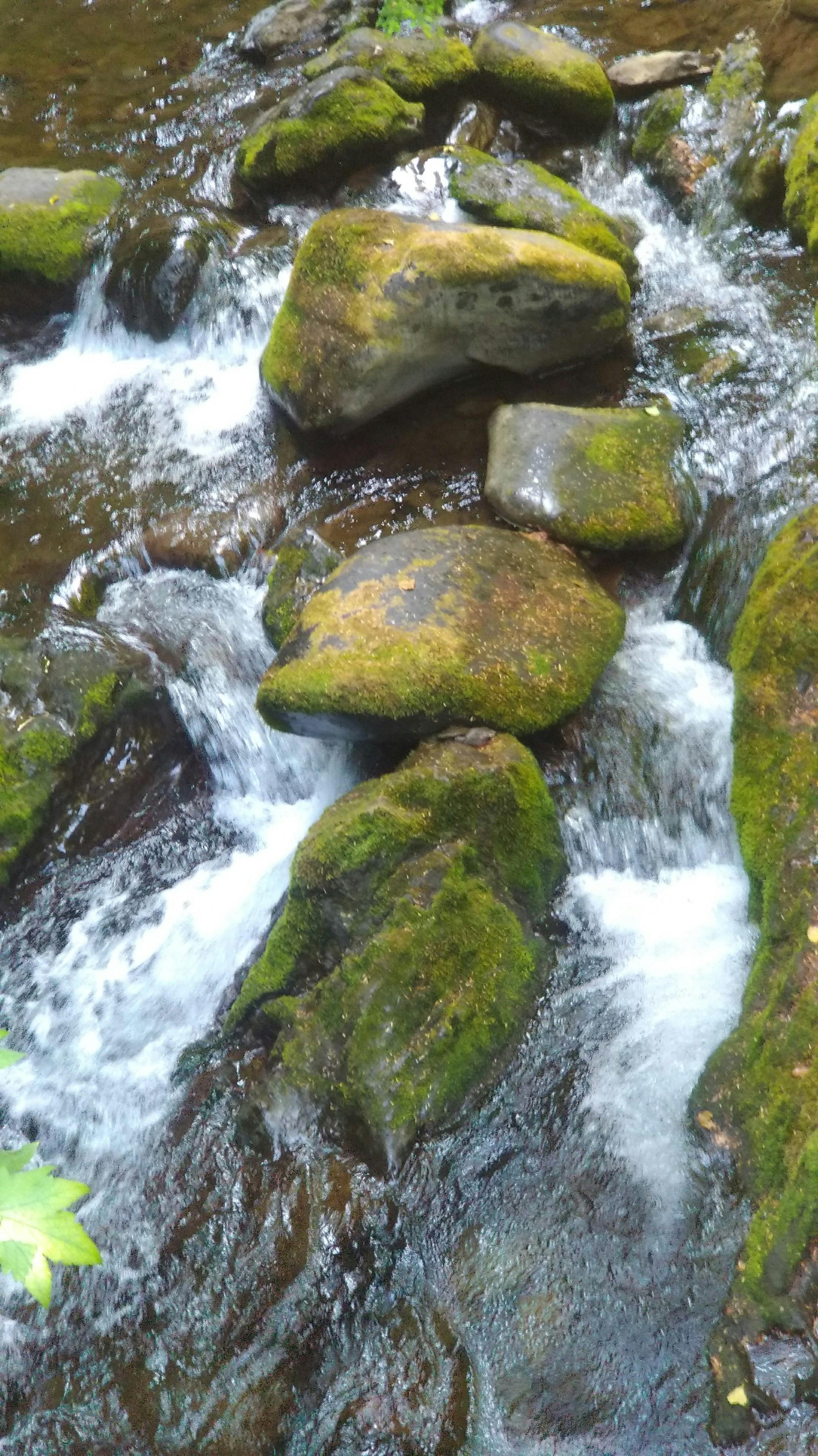 Free stock photo of creek, Mossy rocks, river
