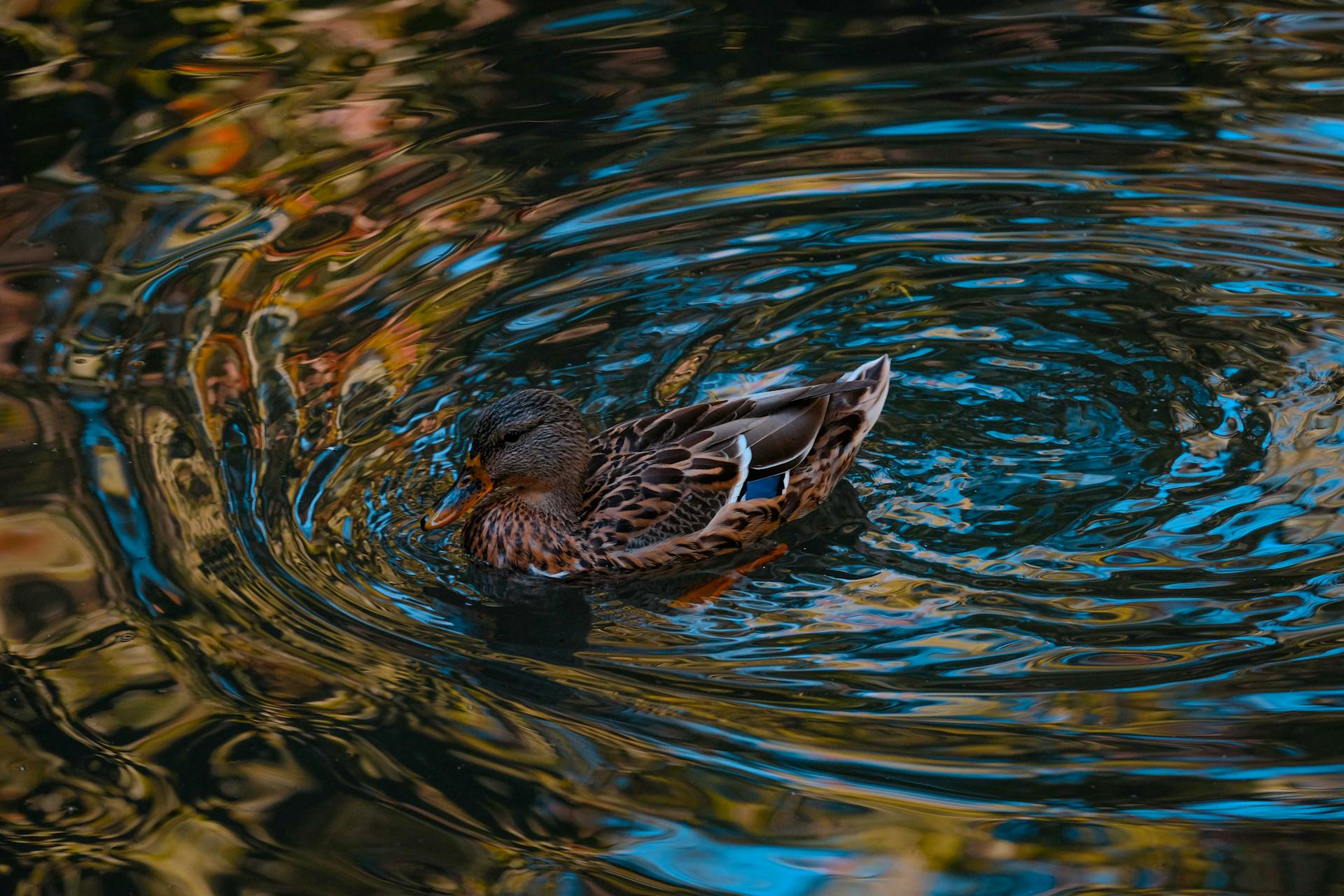 From above of single wild mallard floating in rippling water of pond in natural habitat