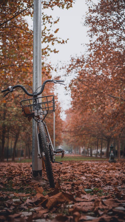 Gratis lagerfoto af atmosfera de outono, bypark, cykel Lagerfoto