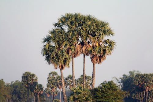 Free stock photo of palm trees, ត្នោត Stock Photo