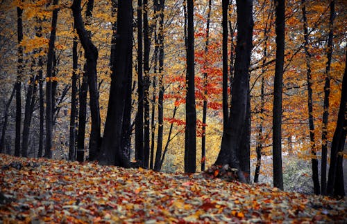 Základová fotografie zdarma na téma les, padání, podzim