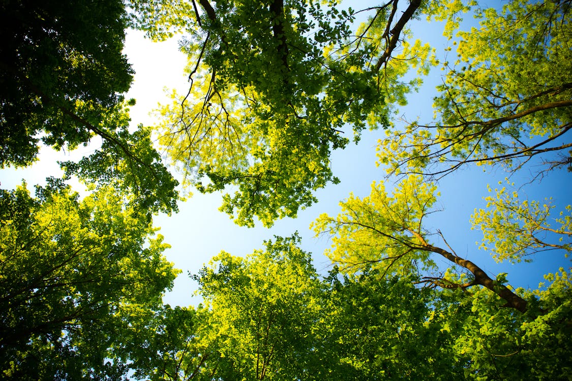 Foto d'estoc gratuïta de arbres, assolellat, bosc