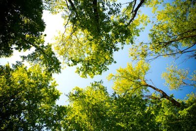 Professional lawn care and grass maintenance