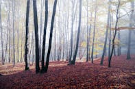 秋天宁静的森林里，阳光明媚，树木投下斑驳光影，五颜六色的落叶铺满地面