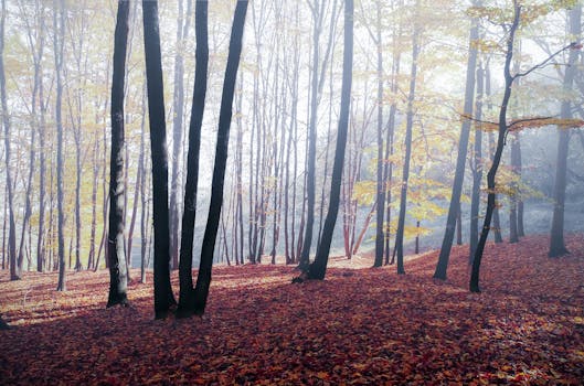 秋天宁静的森林里，阳光明媚，树木投下斑驳光影，五颜六色的落叶铺满地面