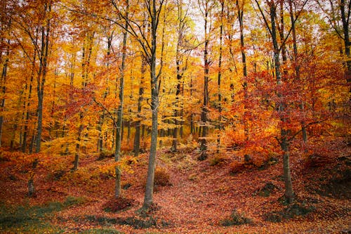 Golden Trees on Hill in Autumn Forest