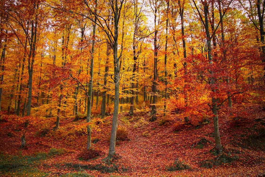 Golden Trees on Hill in Autumn Forest · Free Stock Photo