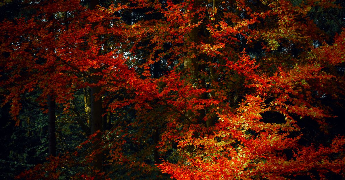 VACANCES D'AUTOMNE 2026 : LE PROGRAMME EST ARRIVÉ ! 🍂