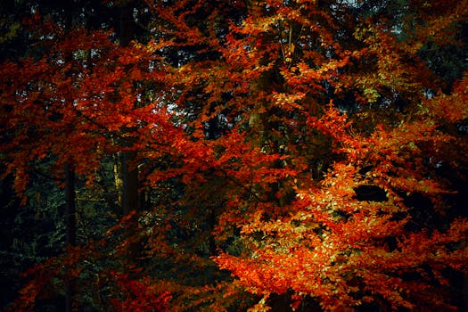 Free stock photo of autumn, fall, forest