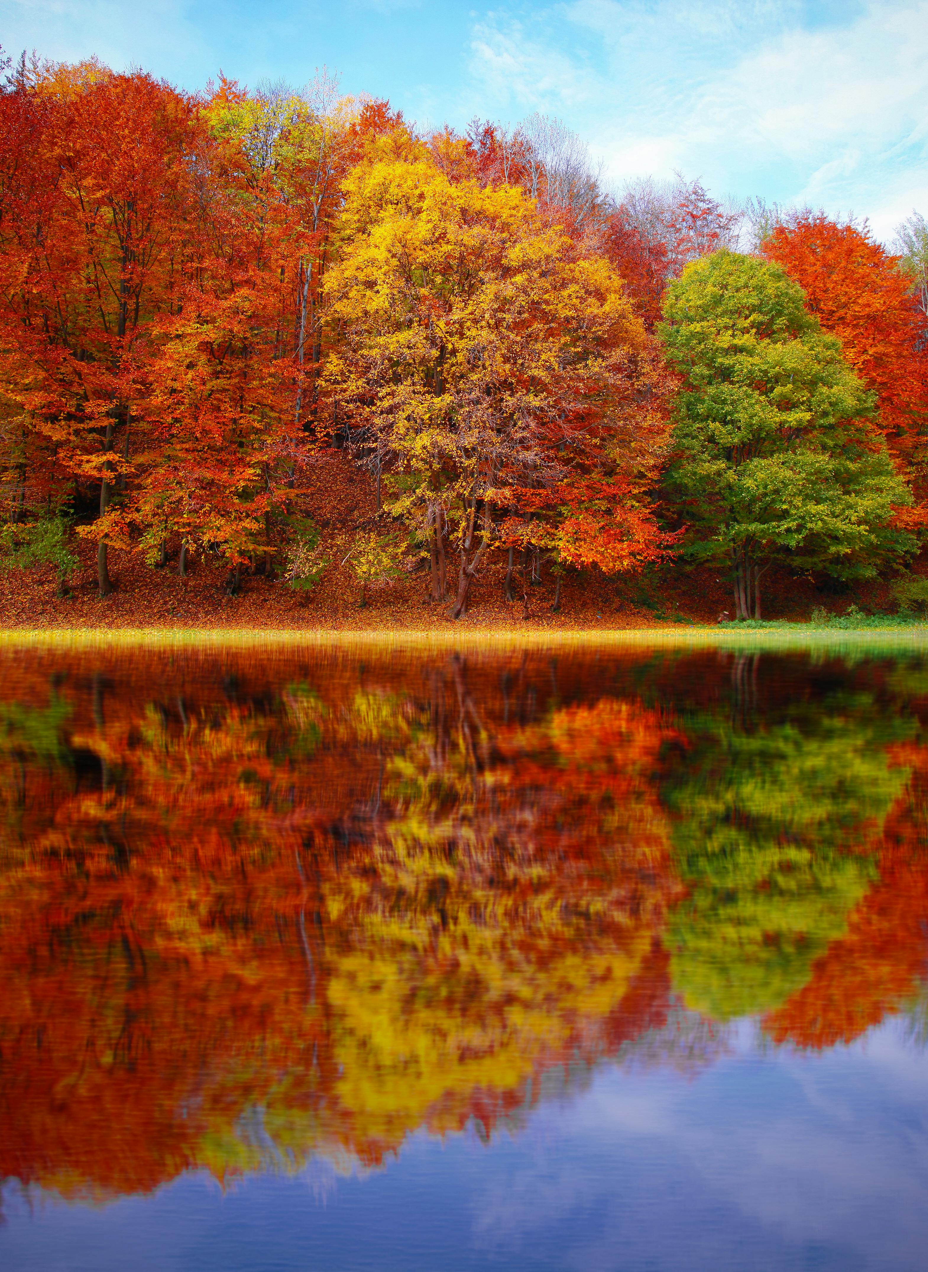 Maple Leaf Background Wallpaper Stock Photo 1015901020  Shutterstock