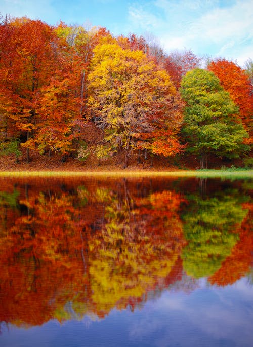 Free Gratis arkivbilde med årstid, blader, fall bakgrunn Stock Photo