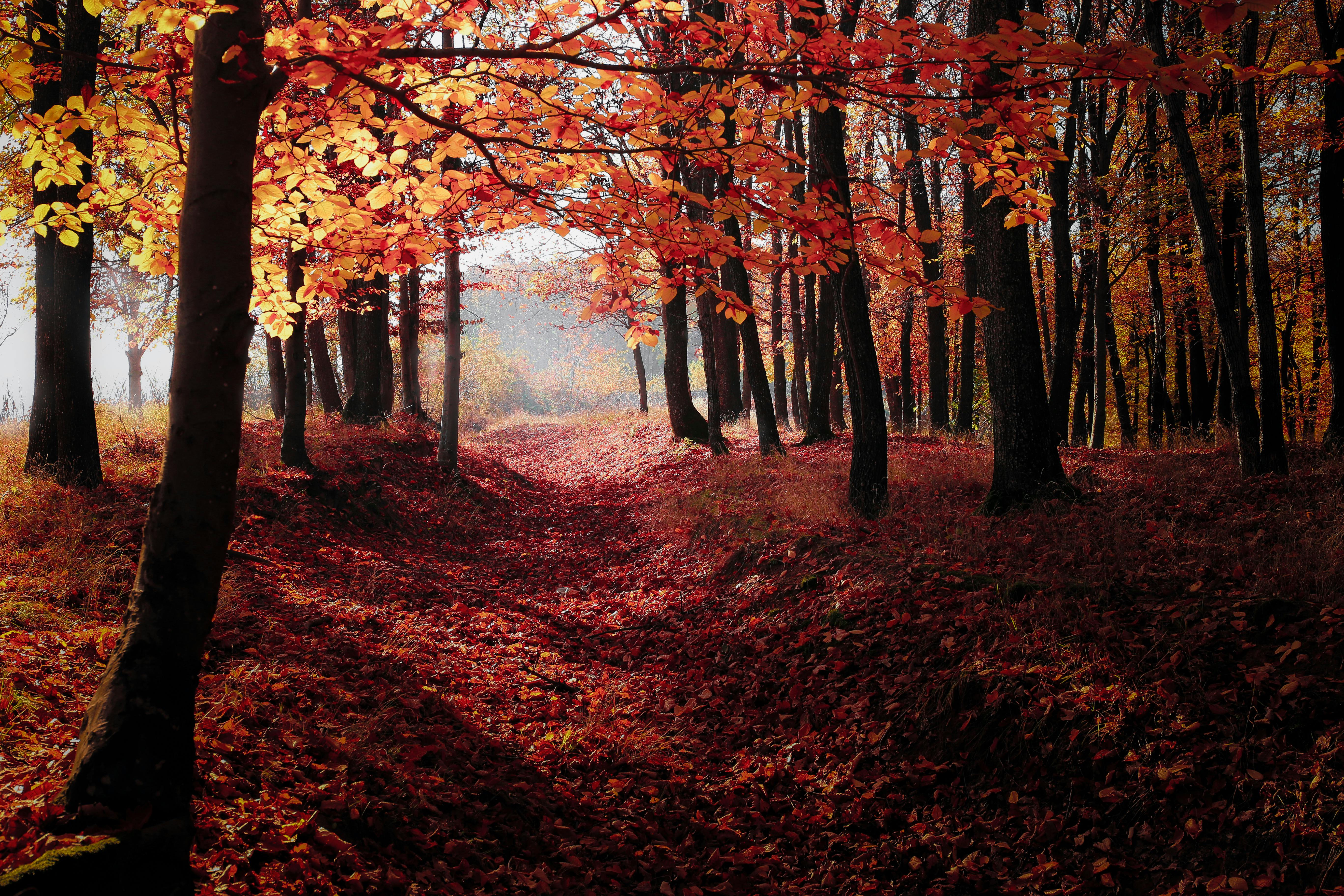 Wallpaper autumn forest mountain 5k Nature 16242