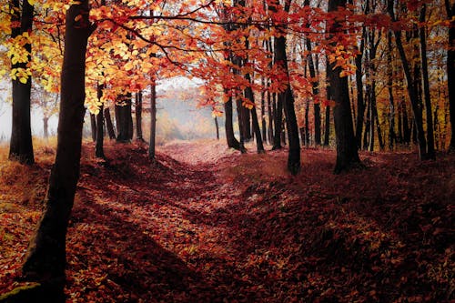 Free Red Autumn Trees Stock Photo