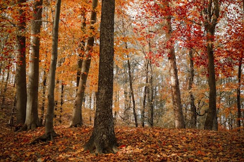 Forest Trees in Autumn