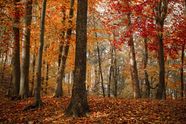 Autumn Forest Trees Enjoying Autumn With All Our Senses Thrive