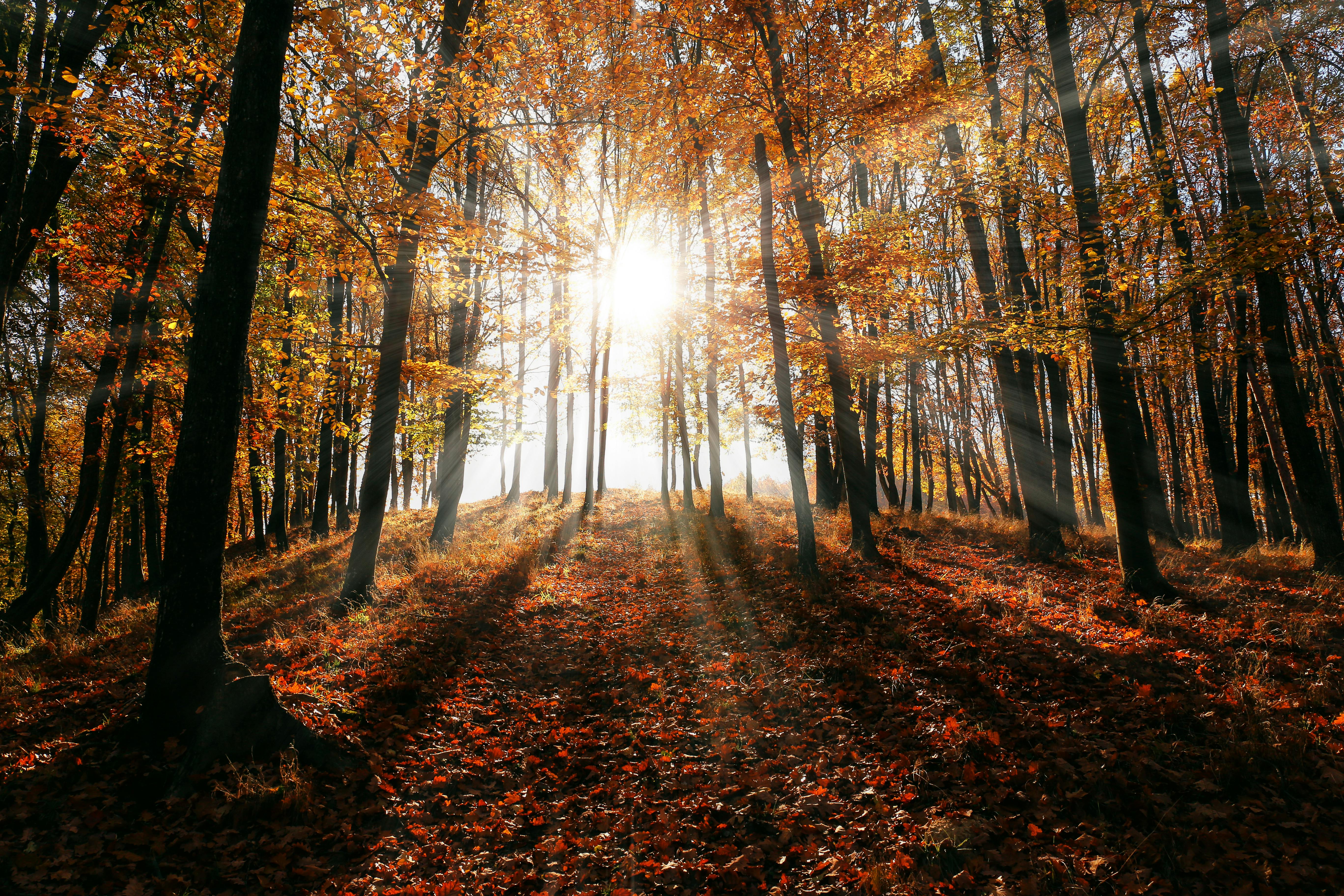 brown leaf trees on forest