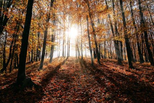 Free Brown Leaf Trees on Forest Stock Photo