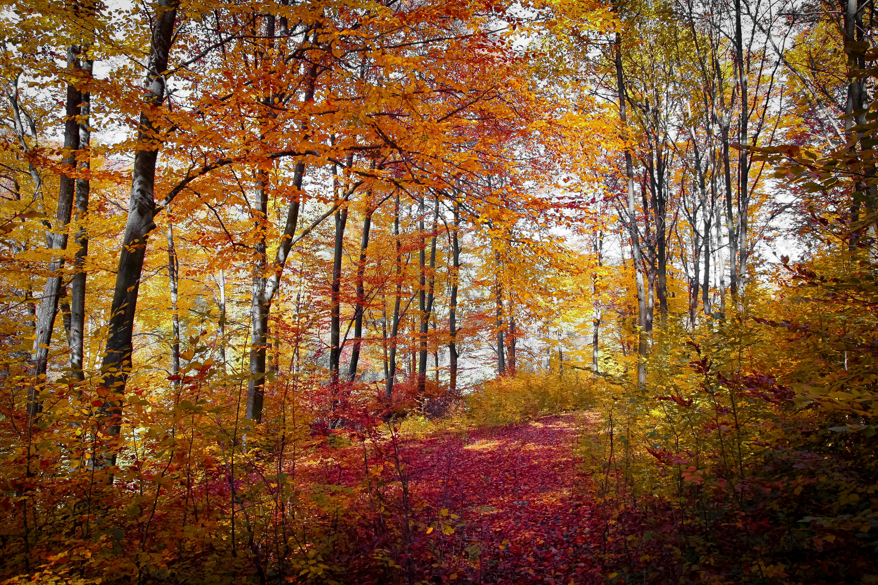  Photo  gratuite  de arbres automne  bois