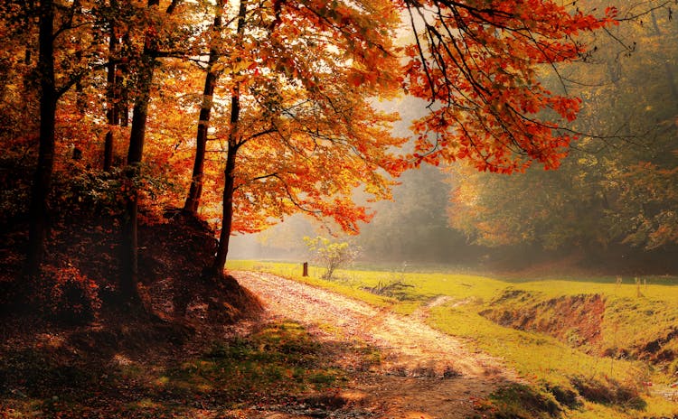 Autumn Trees In Peaceful Park On Sunny Day