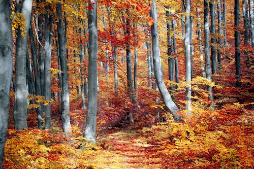 Free Autumn Trees Stock Photo
