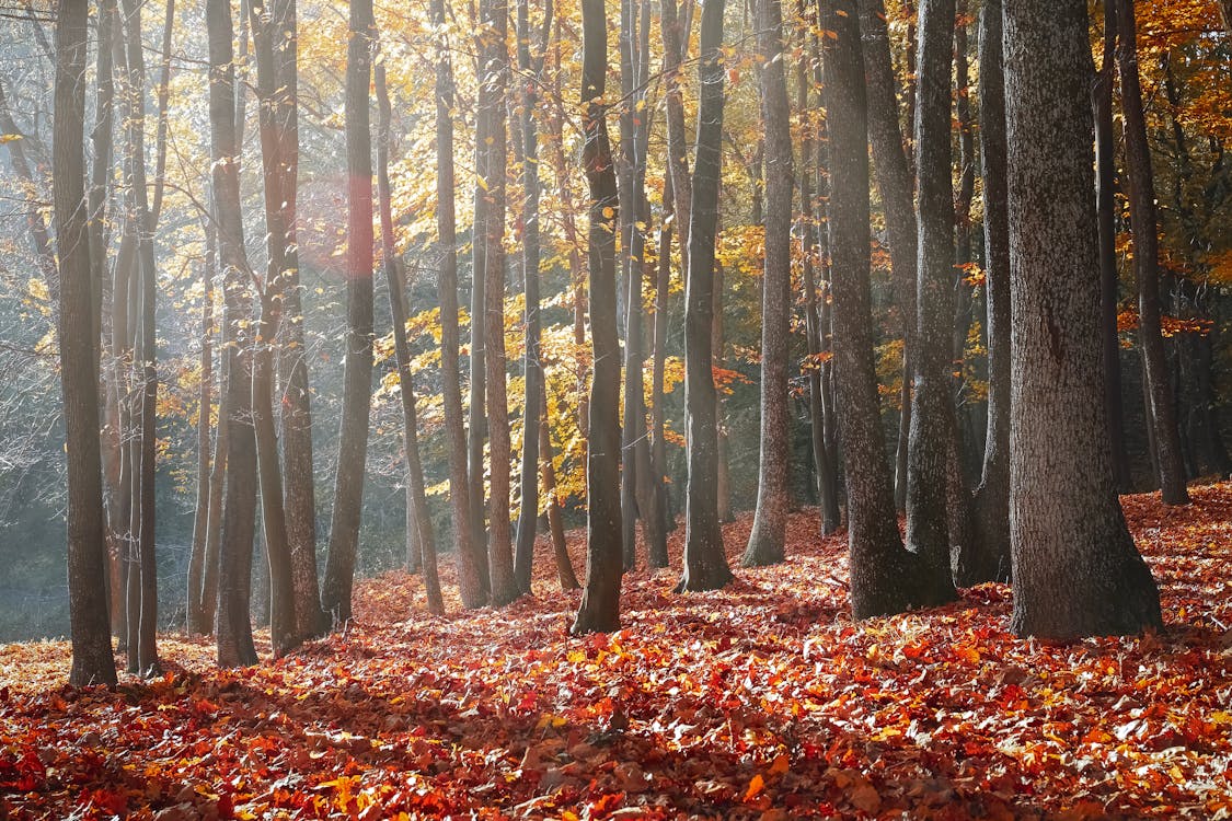 秋の森の風景写真 無料の写真素材