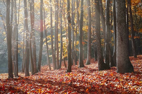 Пейзажная фотография леса в осенний сезон