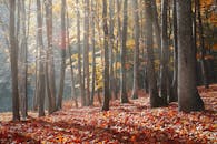 在美丽的秋天森林里，阳光透过树木和秋叶洒落下来