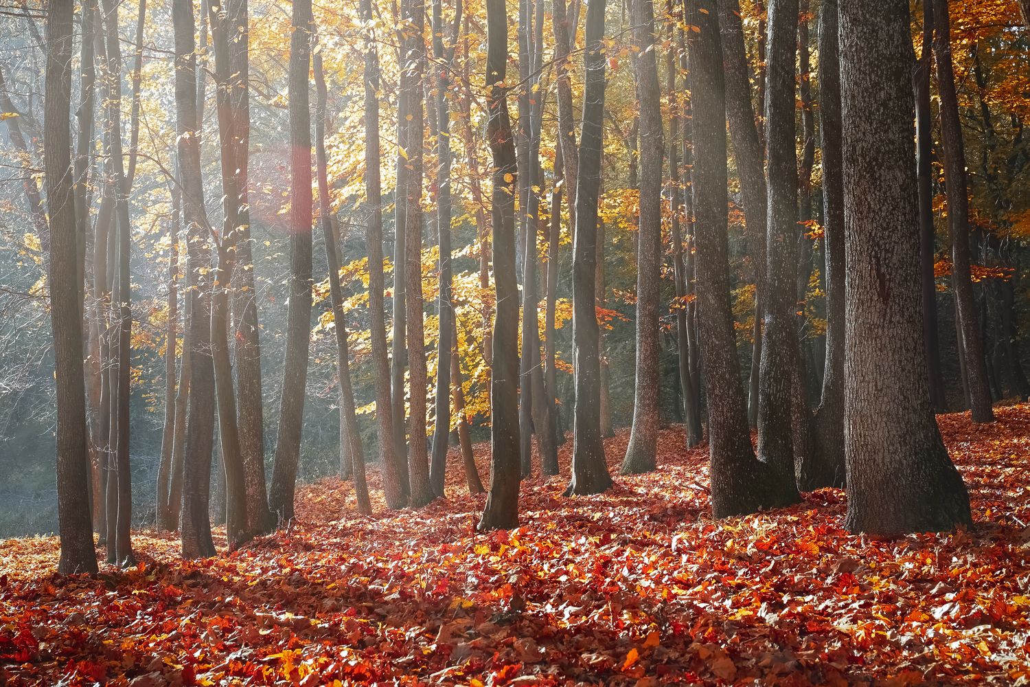 Autumn Forest