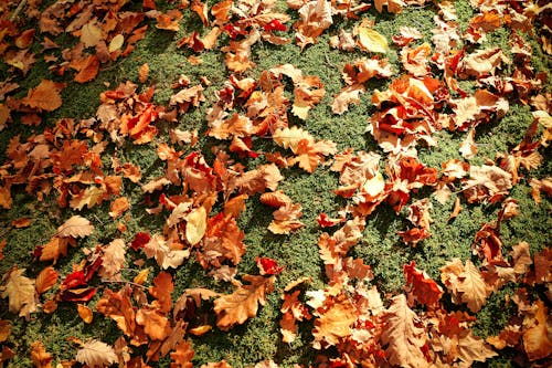 Сушеные листья