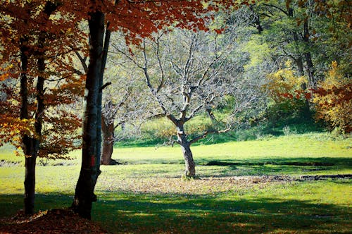 Photos gratuites de arbres, automne, clairière