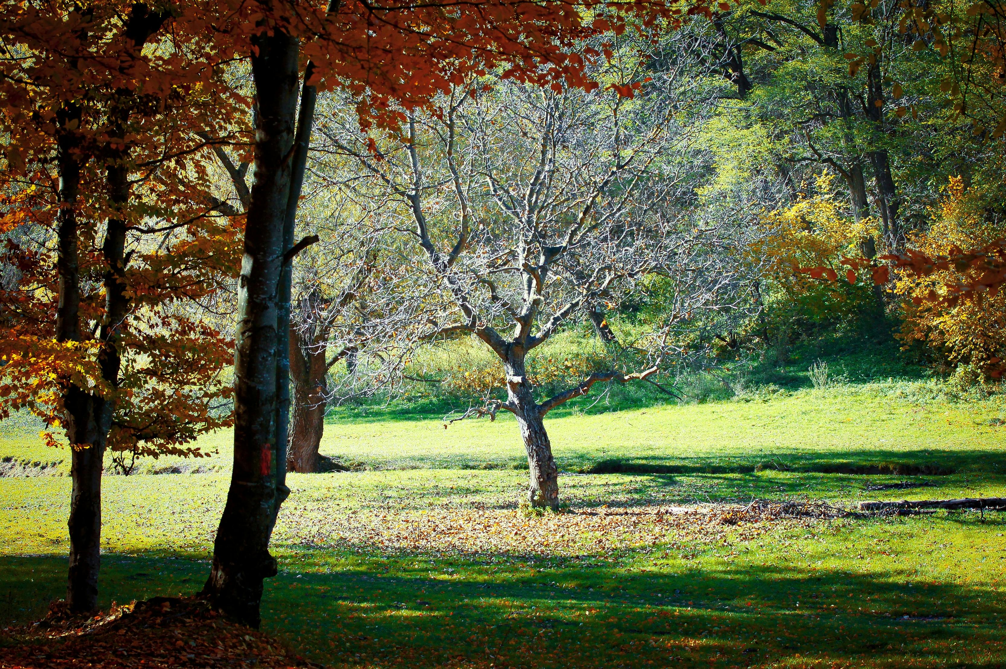 5996 Free CC0 Autumn landscape Stock Photos 