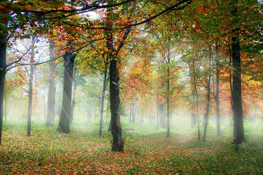 Misty autumn forest scene with colorful deciduous trees in a tranquil park setting.