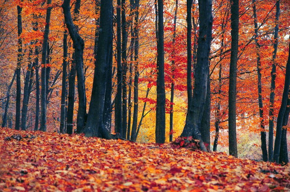 Fotomural Explora la belleza de un bosque otoñal con hojas vibrantes y árboles.