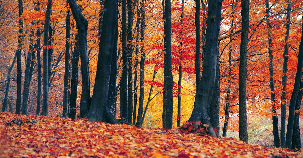 Free stock photo of autumn, colorful, colors