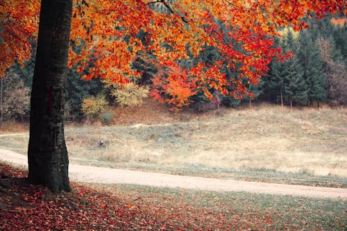 Gratis stockfoto met bomen, Bos, bossen