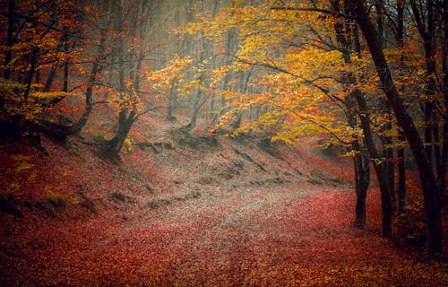 Бесплатное стоковое фото с деревья, земля, красочный